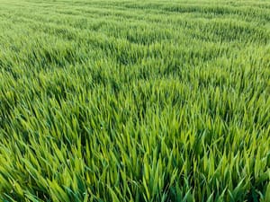 Field of grass